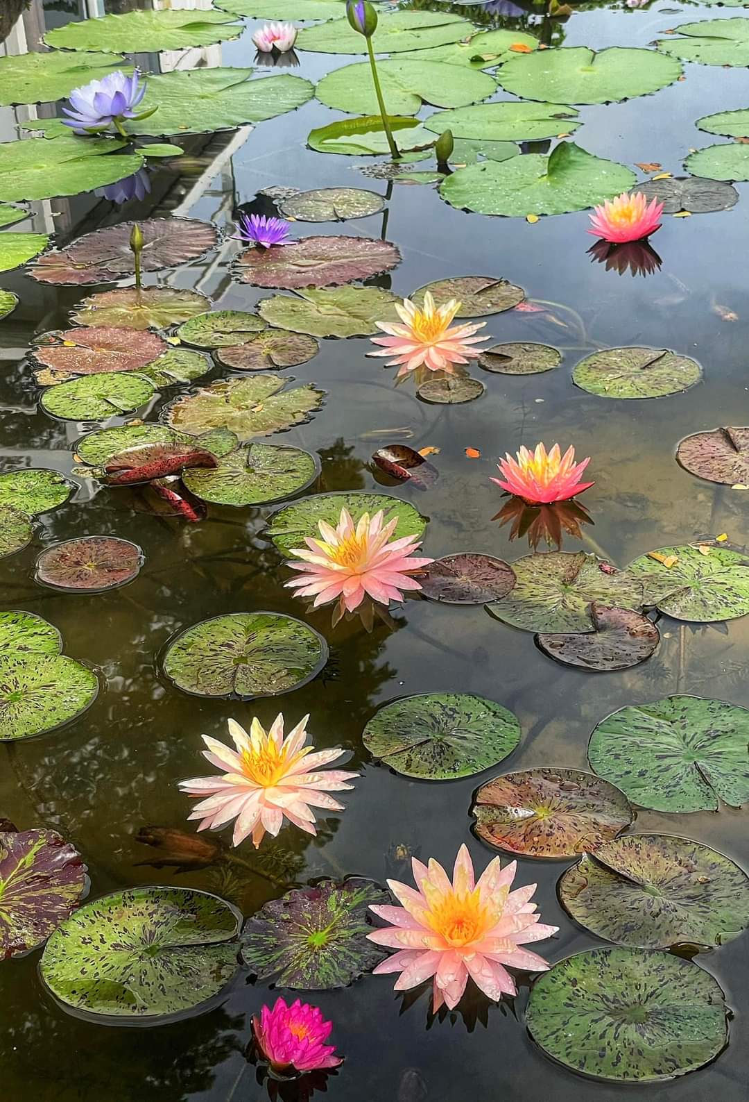 Sunfire Hardy Water Lily - Pond Megastore