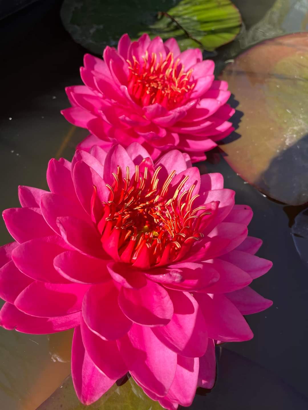 Razzberry Waterlily <br> Hardy Water Lily <br> A Pond Megastore Top pick! - Pond Megastore
