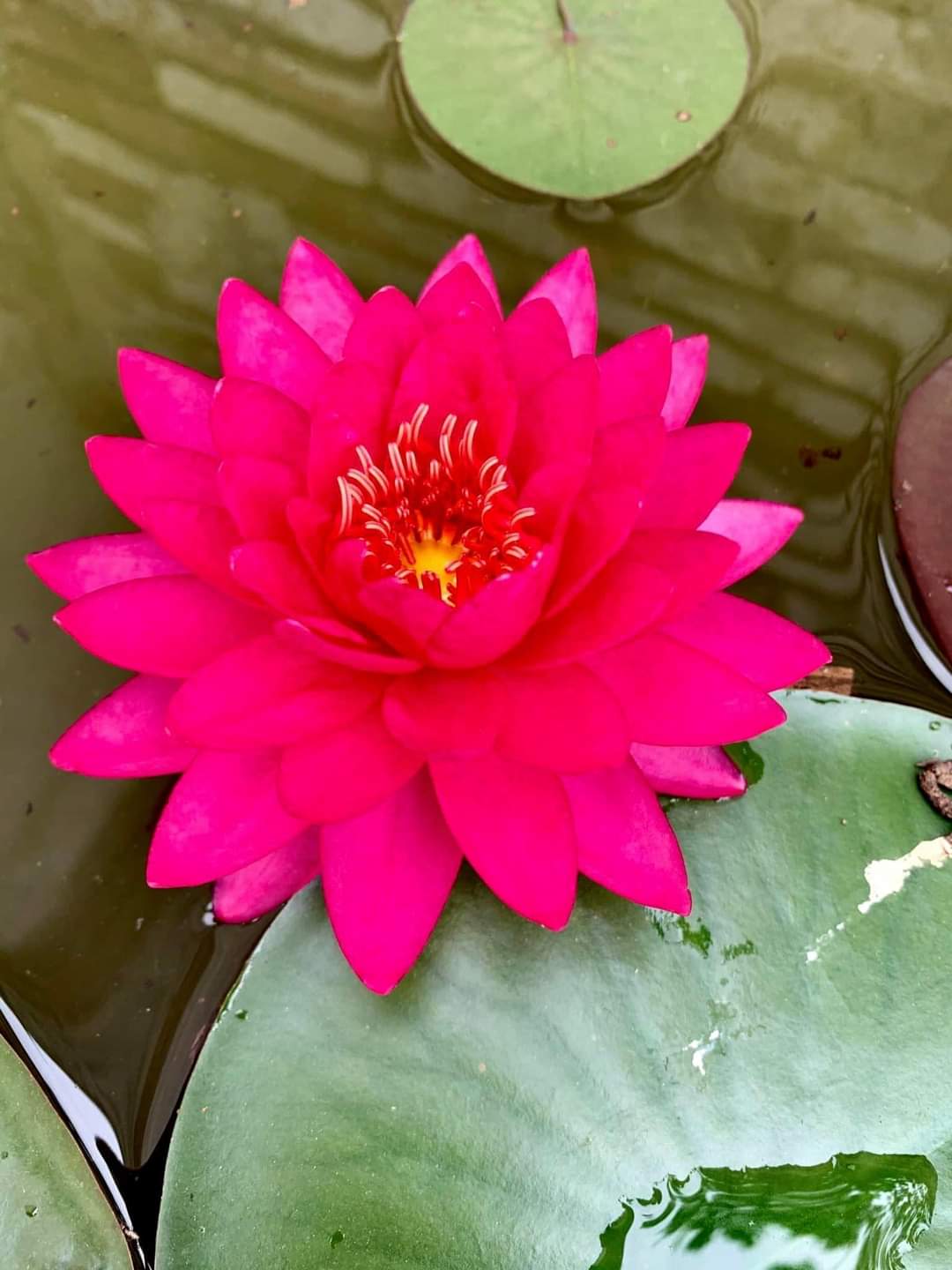 Razzberry Waterlily <br> Hardy Water Lily <br> A Pond Megastore Top pick! - Pond Megastore