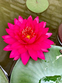 Razzberry Waterlily <br> Hardy Water Lily <br> A Pond Megastore Top pick! - Pond Megastore