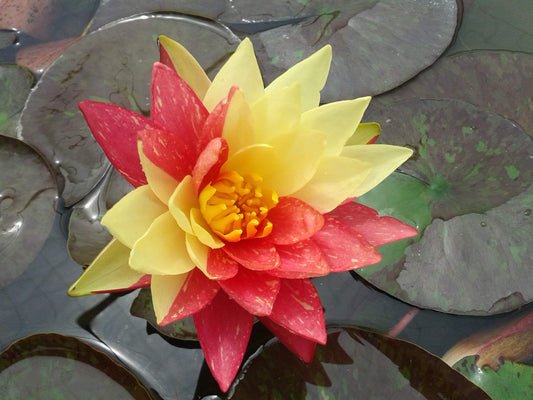 Wanvisa Hardy Water Lily - Pond Megastore