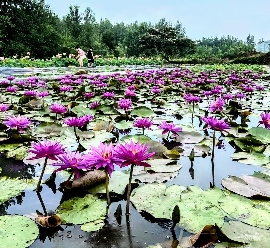 Detective Erika ISG Hardy Purple Water Lily - Pond Megastore