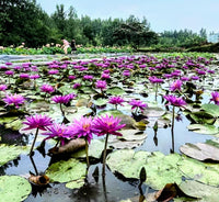 Detective Erika ISG Hardy Purple Water Lily - Pond Megastore
