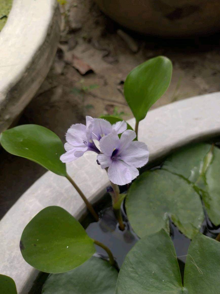 Azurea <br> Purple Water Callas - Pond Megastore