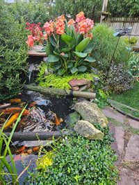 Erebus, Pink Aquatic Canna! <br> Blooms until frost! - Pond Megastore