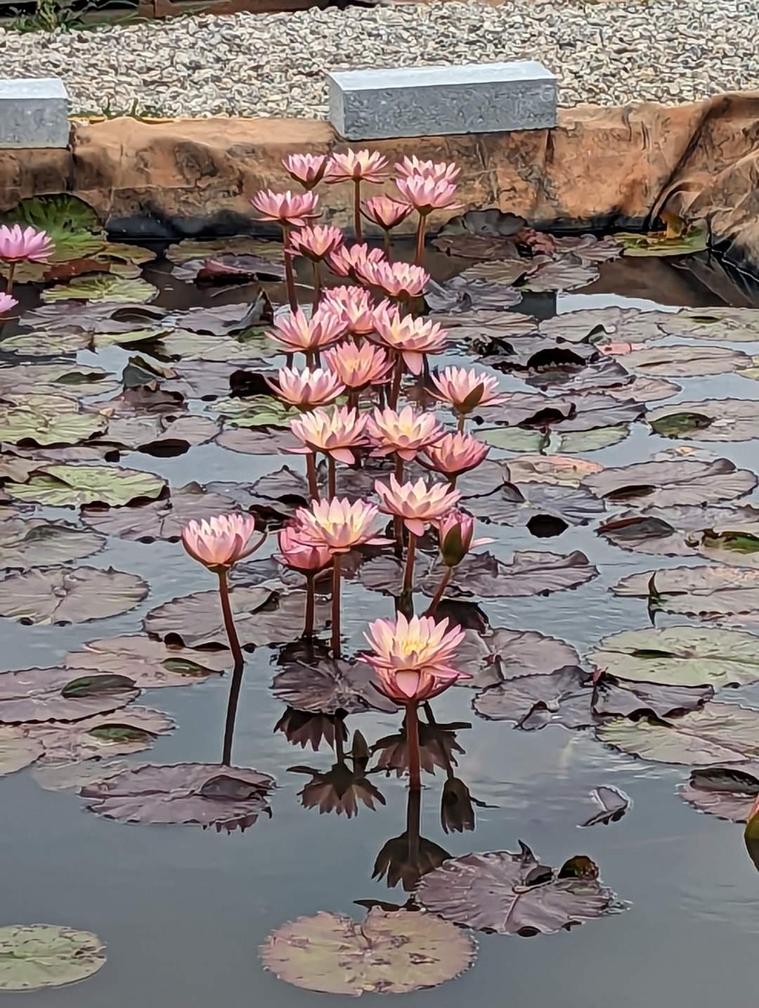 Tropic Sunset Annual Water Lily - Pond Megastore
