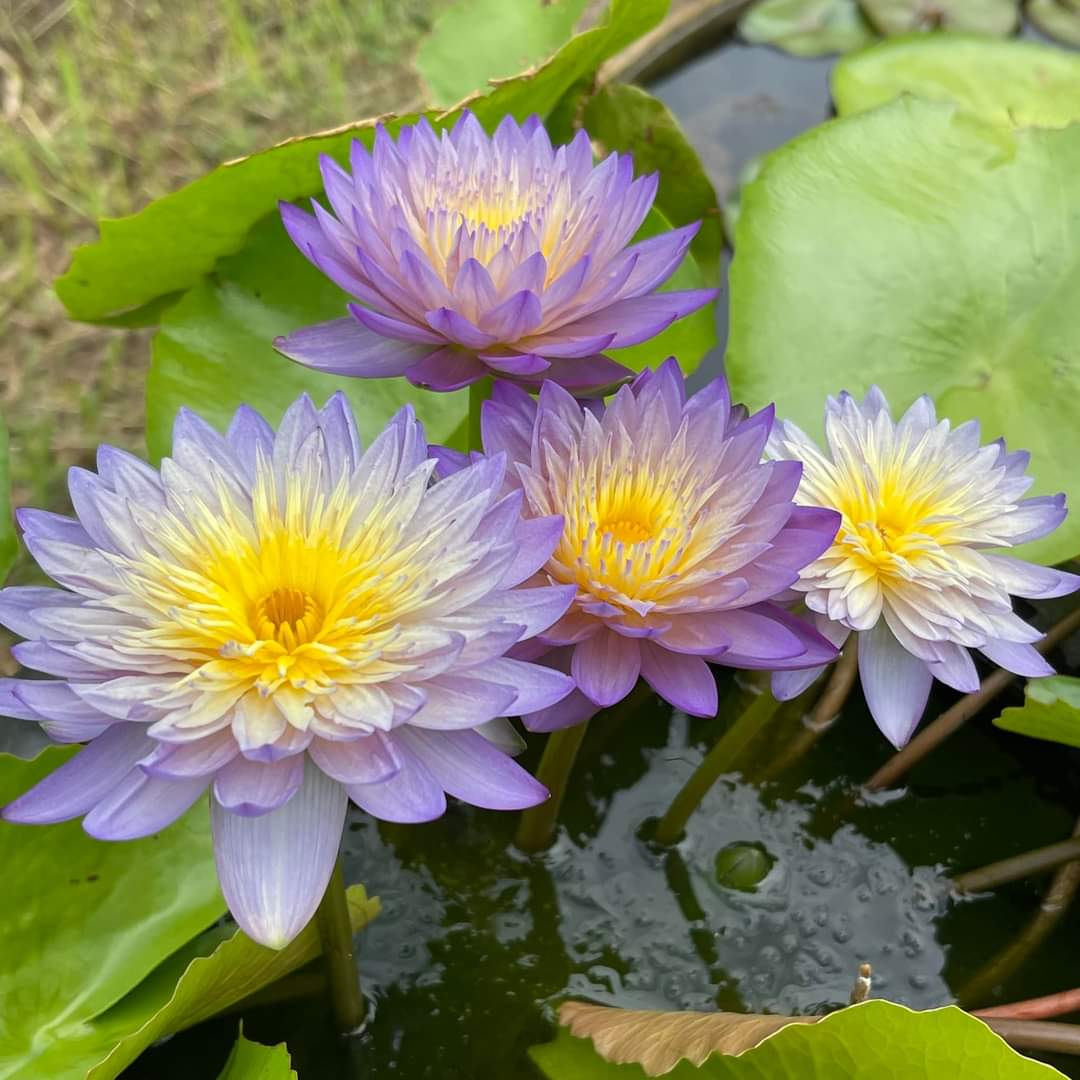 PondGRO Perfect Blend Soil for Waterlily, Lotus, Pond Plants <br>AVAILABLE NOW! - Pond Megastore