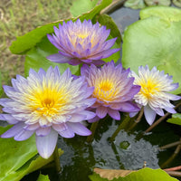 PondGRO Perfect Blend Soil for Waterlily, Lotus, Pond Plants <br>AVAILABLE NOW! - Pond Megastore