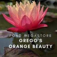 Gregg's Orange Beauty Hardy Water Lily - Pond Megastore
