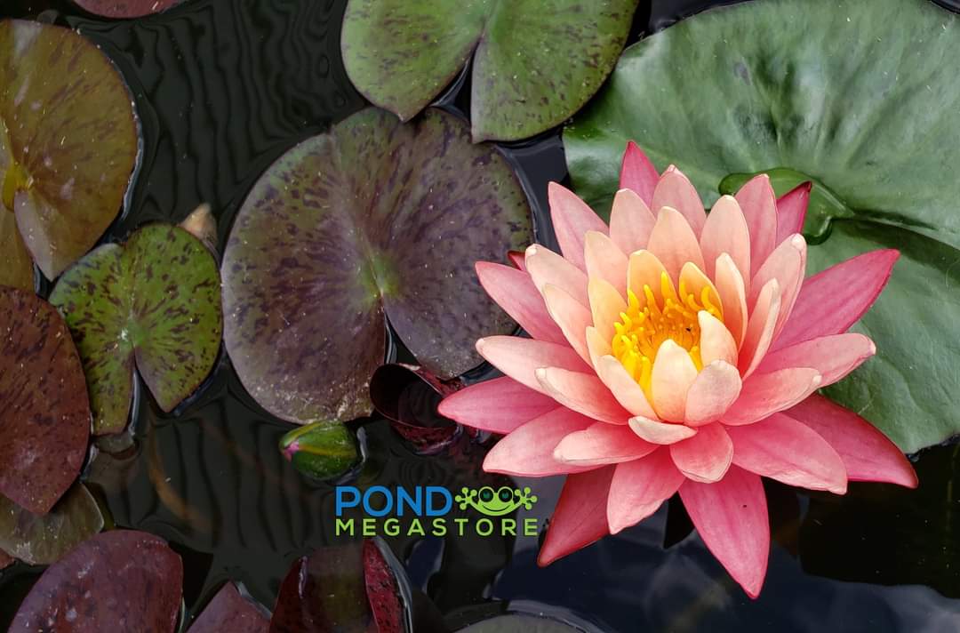 Gregg's Orange Beauty Hardy Water Lily - Pond Megastore