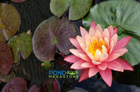 Gregg's Orange Beauty Hardy Water Lily - Pond Megastore