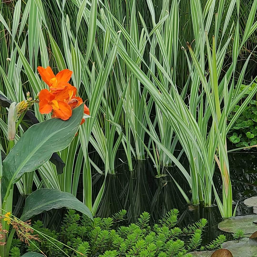 Variegated Cattail, Winter Hardy (Typha) Gorgeous Foliage! - Pond Megastore