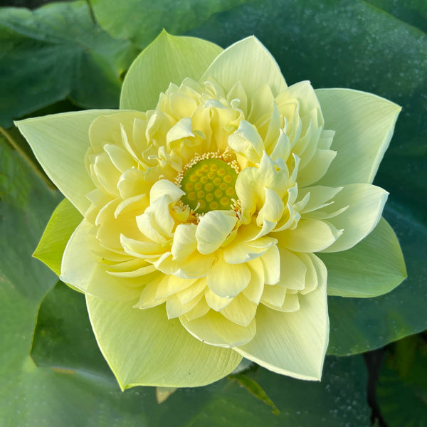 Golden Builder Lotus