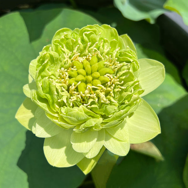 Gold & Jade Peony Lotus<br>New For 2024!