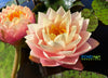 Golden Goblet Waterlily 2025