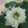 GREEN CLOUDS LOTUS<br>One of the best blooming Lotus!