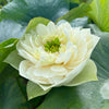 GREEN CLOUDS LOTUS<br>One of the best blooming Lotus!