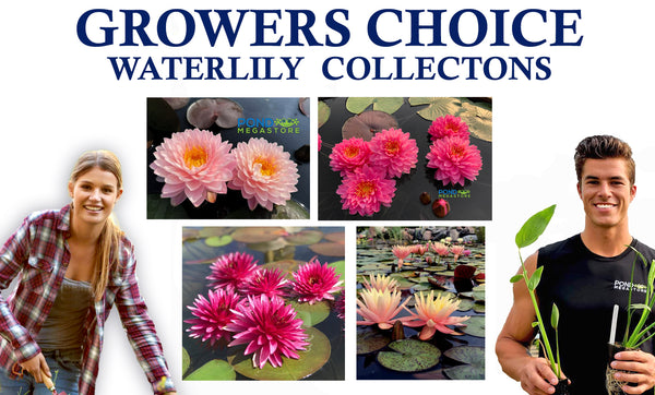Grower Choice Hardy Waterlily Collection <br> Huge Savings on Excellent Varieites