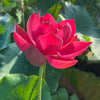 Happy Lover Lotus