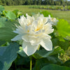 High Cotton Lotus  <br>  Heavy Bloomer!  A Top 20 Lotus!