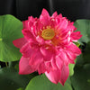 Happy Eyes Lotus (Meiyan) <br> Medium / Double Red Blooms!