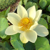 High Noon Lotus <br> Flying/Dancing form on light-yellow blooms!