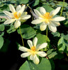 High Noon Lotus <br> Flying/Dancing form on light-yellow blooms!