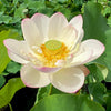 Highest Virtue Lotus  <br>  A Top 25 Lotus
