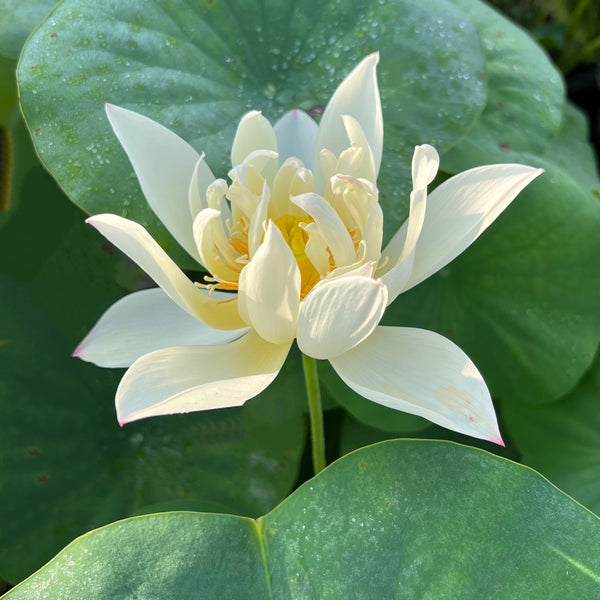 Hope Lotus  <br>Dwarf Size Lotus