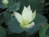 Hope Lotus  <br>Dwarf Size Lotus