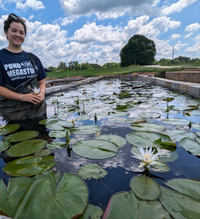 Cerulea (Egyptian Blue Lotus of the Nile) Annual Water Lily - Pond Megastore
