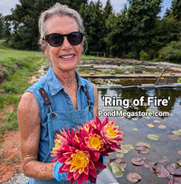 Ring of Fire New Hardy Water Lily! - Pond Megastore