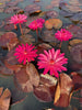Red Flare Waterlily <br> Medium-Large, Night Bloomer