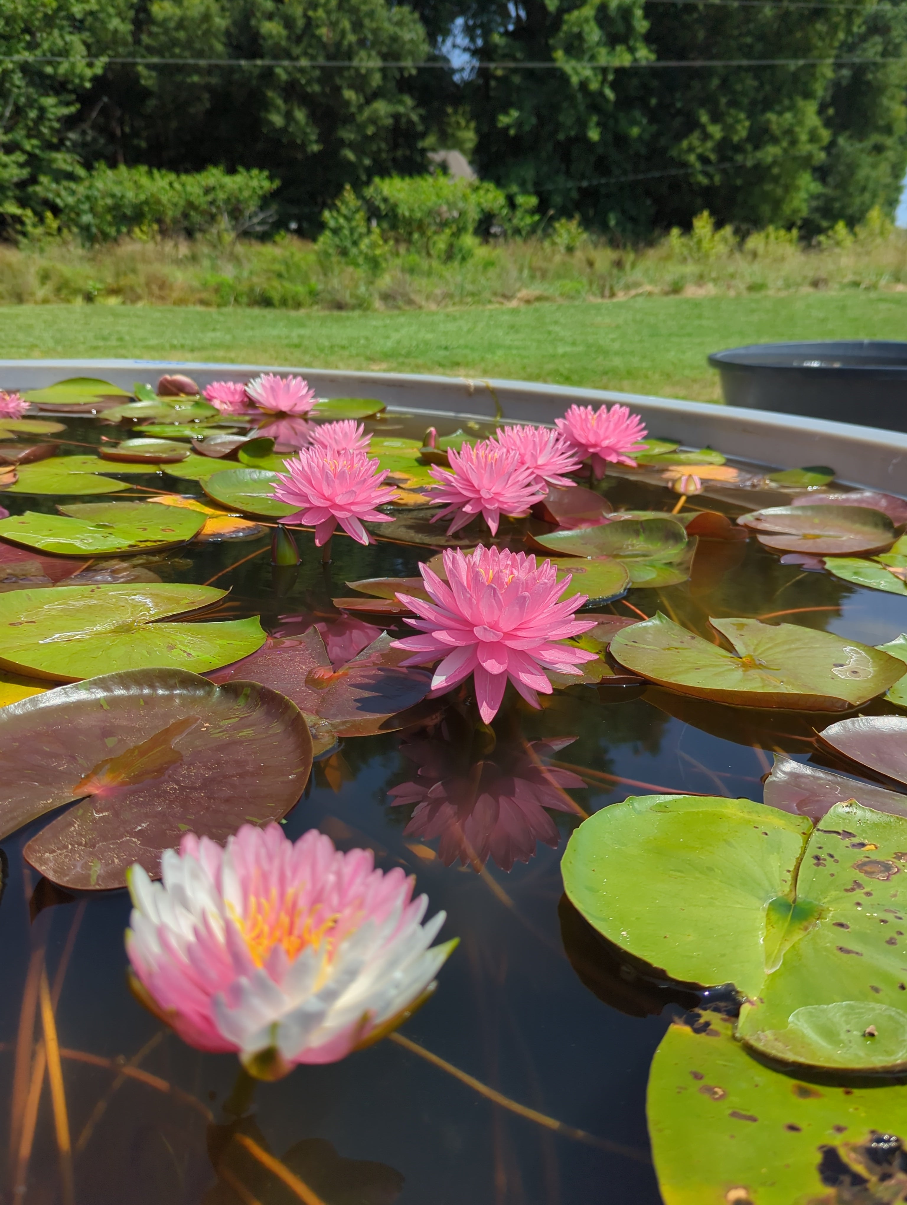 lotus flowers in pond