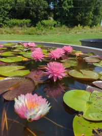 PondGRO Perfect Blend Soil for Waterlily, Lotus, Pond Plants <br>AVAILABLE NOW! - Pond Megastore