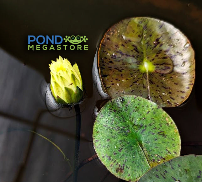 Izia Small Dwarf Hardy Water Lily - Pond Megastore