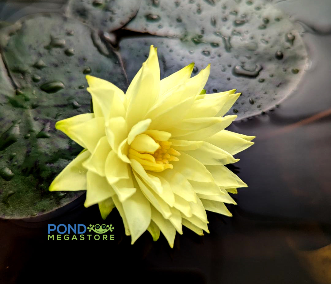 Izia Small Dwarf Hardy Water Lily - Pond Megastore