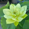 Jade in Jinling Lotus<br>Customer Favorite--Always a Sellout!