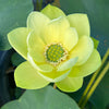 Jade in Jinling Lotus<br>Customer Favorite--Always a Sellout!
