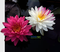 Jakkaphong Hardy Water Lily - Pond Megastore