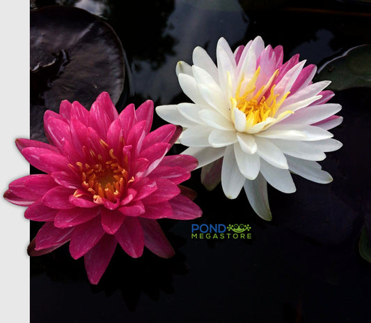 Jakkaphong Hardy Water Lily - Pond Megastore