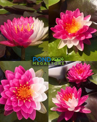 Jakkaphong Hardy Water Lily - Pond Megastore