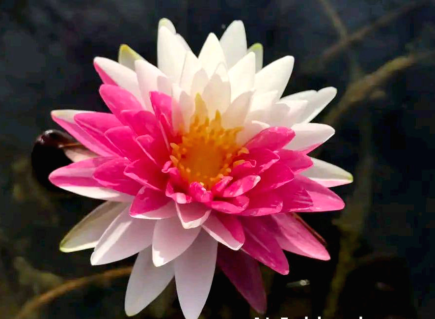 4 Hardy Water Lily Collection - Pond Megastore