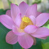 Jeannie's Smile Lotus  <br>  Tall / Bright, Big, Beautiful Blooms!