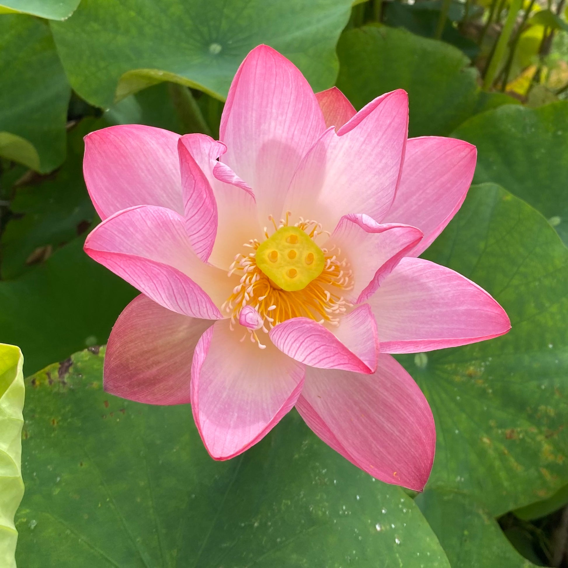 Pink Sacred Lotus <br>  Important for growing at Temples & other places of high importance. - Pond Megastore