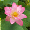 Pink Sacred Lotus <br>  Important for growing at Temples & other places of high importance.
