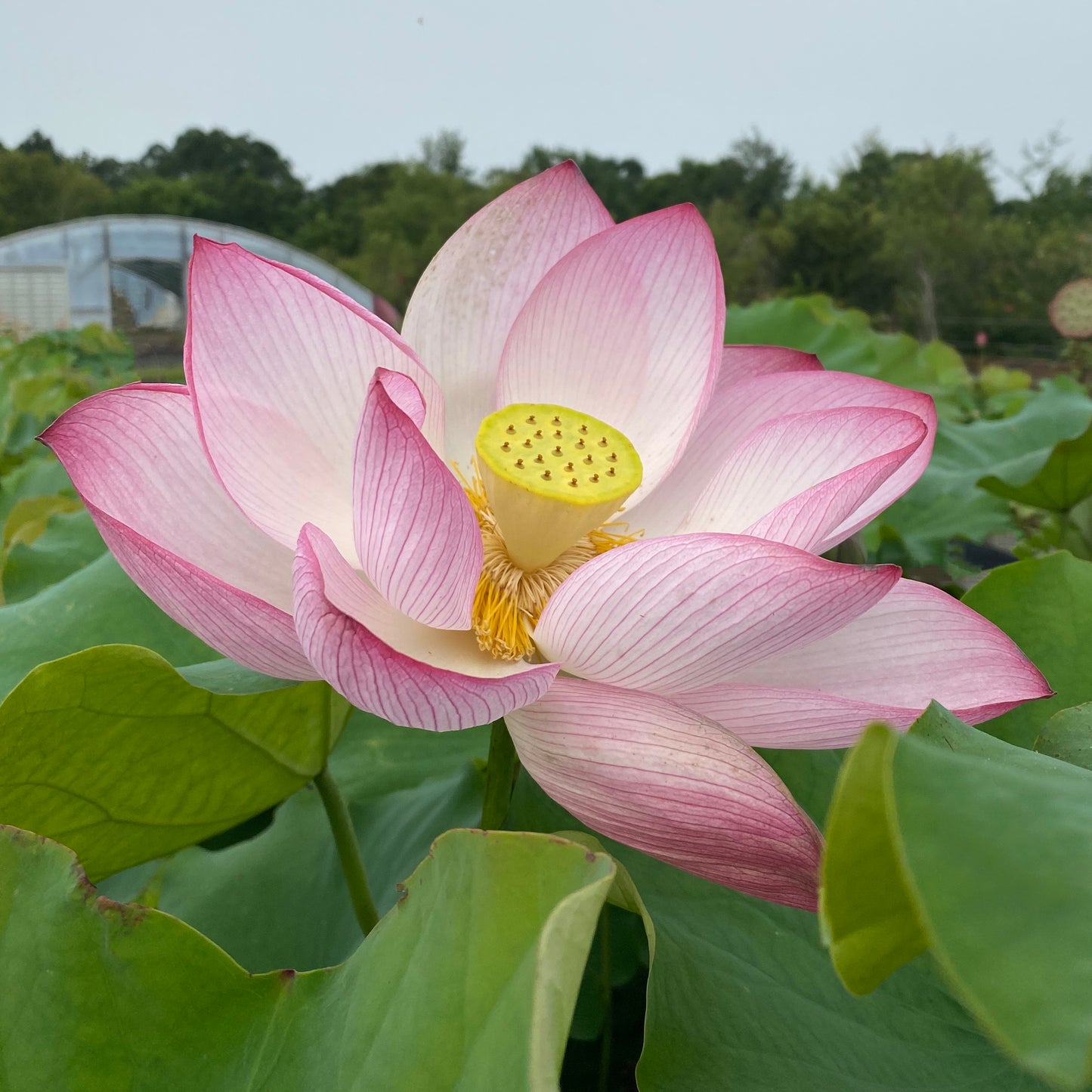 Pink Sacred Lotus <br>  Important for growing at Temples & other places of high importance. - Pond Megastore