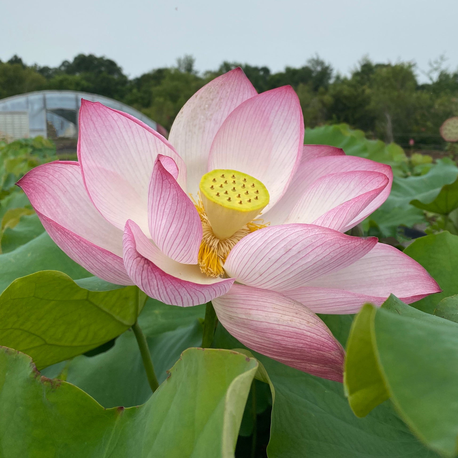 Pink Sacred Lotus <br>  Important for growing at Temples & other places of high importance. - Pond Megastore