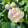 Jillian Neshama Sheli Lotus <br>   ❤️ Top 25 Bloomer!  ❤️