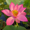 Jizhou Red Lotus<br>New For 2024!
